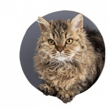 The Warrior Queen Erica de Mirkwood Femelle Selkirk Rex Longhair