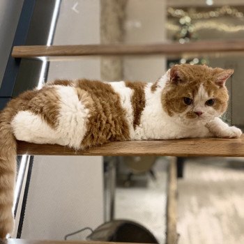 Unik Floki du Mont Royal *BE Mâle Selkirk Rex