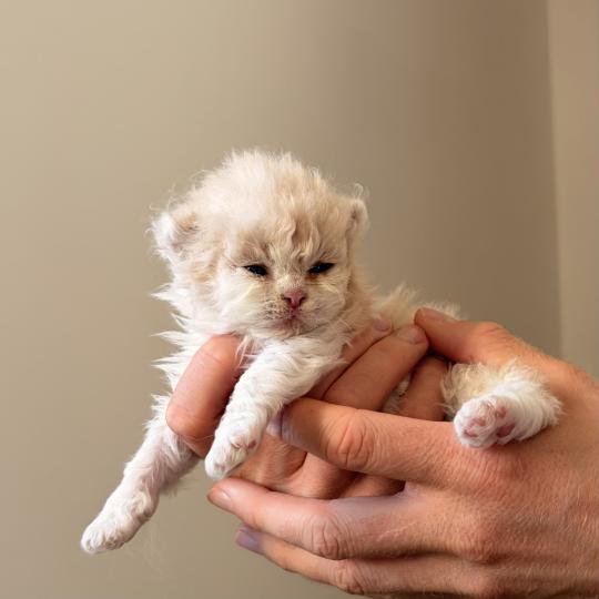 Barney Stinson de Mirkwood Mâle Selkirk Rex Longhair