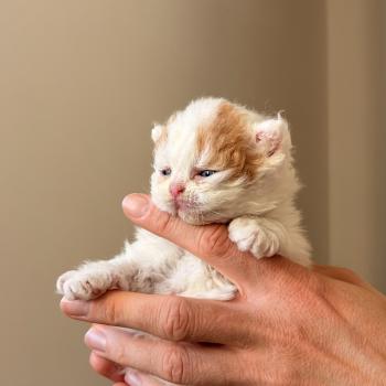 Billy Hargrove de Mirkwood Mâle Selkirk Rex Longhair