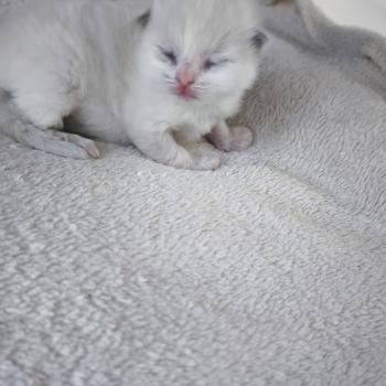 Beverly Dolce des LS'DOLL Femelle Ragdoll