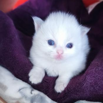 Beverly Dolce des LS'DOLL Femelle Ragdoll