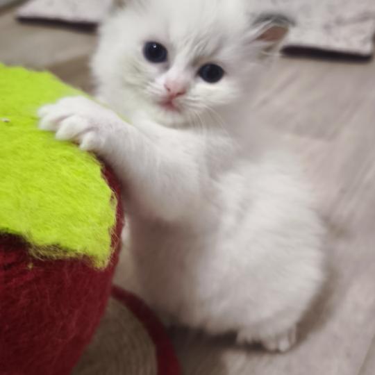 chaton Ragdoll blue tortie bicolor Beverly Chatterie Dolce Des LS'DOLL blue tortie bicolor