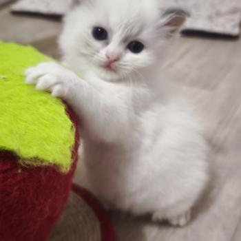 Beverly Dolce des LS'DOLL Femelle Ragdoll