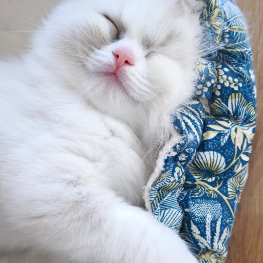 chaton Ragdoll blue tortie bicolor Beverly Chatterie Dolce Des LS'DOLL blue tortie bicolor