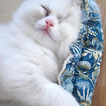 Beverly Dolce des LS'DOLL Femelle Ragdoll