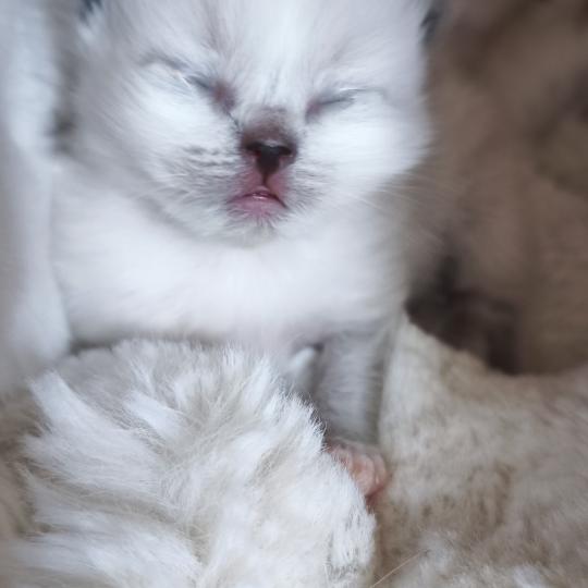 Brooklyn Dolce des LS'DOLL Femelle Ragdoll