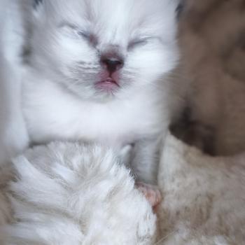 Brooklyn Dolce des LS'DOLL Femelle Ragdoll