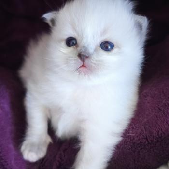 Brooklyn Dolce des LS'DOLL Femelle Ragdoll