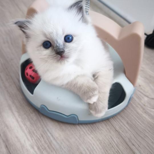chaton Ragdoll black mitted Brooklyn Chatterie Dolce Des LS'DOLL black mitted