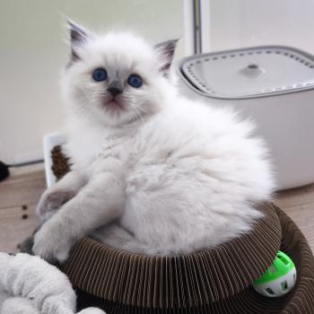 Brooklyn Dolce des LS'DOLL Femelle Ragdoll