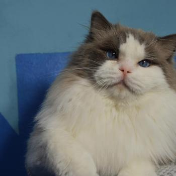 Patrik Mâle Ragdoll