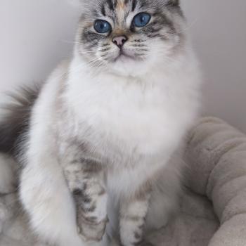 STYVANIA Scarlett Saphie Femelle Ragdoll