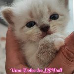 Uma Dolce des LS'DOLL Femelle Ragdoll