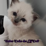 Umber Dolce des LS'DOLL Femelle Ragdoll