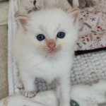 Uncharted Dolce des LS'DOLL Mâle Ragdoll Uncharted Dolce des LS'DOLL Mâle Ragdoll