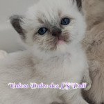 Unless Dolce des LS'DOLL Femelle Ragdoll Unless Dolce des LS'DOLL Femelle Ragdoll