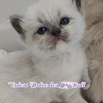 Unless Dolce des LS'DOLL Femelle Ragdoll