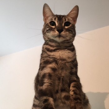 Passion Femelle Bengal