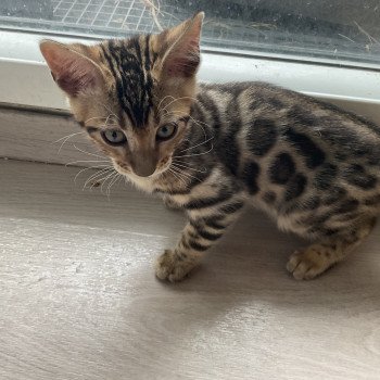 chaton Bengal brown spotted tabby Sirius Chatterie des Dragon's shadow brown spotted tabby