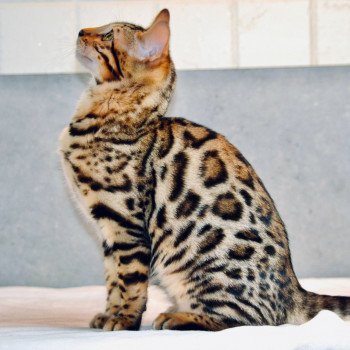 Chaton De Race A Vendre En Pays De La Loire Chat Et Chaton Com