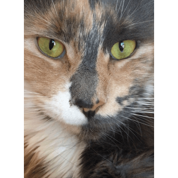 Chatterie Des Dragon S Shadow Elevage De Chat Maine Coon Bengal