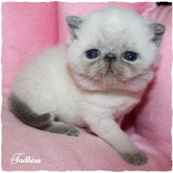 TADHEUS du Comté d'Auteuil du Comté d'Auteuil Mâle Exotic Shorthair