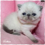 TADHEUS du Comté d'Auteuil du Comté d'Auteuil Mâle Exotic Shorthair TADHEUS du Comté d'Auteuil du Comté d'Auteuil Mâle Exotic Shorthair