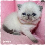 TADHEUS du Comté d'Auteuil du Comté d'Auteuil Mâle Exotic Shorthair