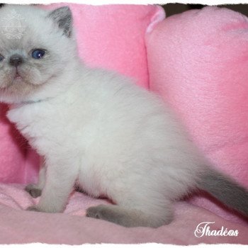 THADEOS du Comté d'Auteuil du Comté d'Auteuil Mâle Exotic Shorthair