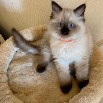 Safran De Dracstondoll S Chat Ragdoll A Vendre Chat Et Chaton Com