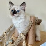 Tessa de Dracstondoll's Femelle Ragdoll Tessa de Dracstondoll's Femelle Ragdoll