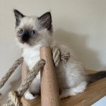 Tisha de Dracstondoll's Mâle Ragdoll