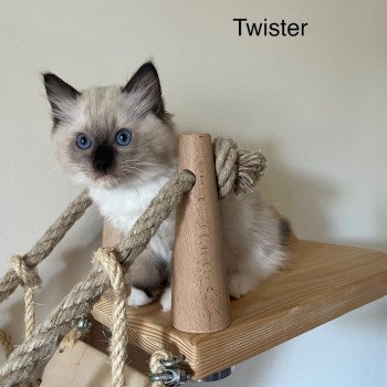 Twister de Dracstondoll's Mâle Ragdoll