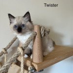 Twister de Dracstondoll's Mâle Ragdoll Twister de Dracstondoll's Mâle Ragdoll