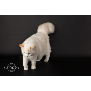Chatterie de Dracstondollu0027s : élevage de chat Ragdoll