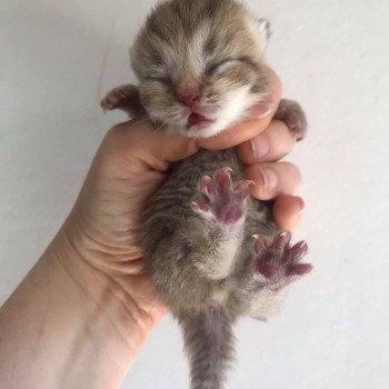 Sherlock du Mont d'Elarwin Mâle British Shorthair