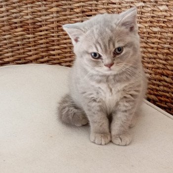 Ambre du tendre secret Du tendre secret Femelle British Shorthair