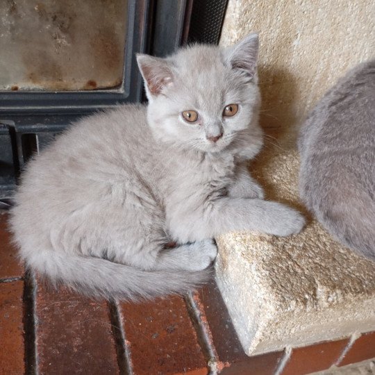 Azur Du tendre secret Mâle British Shorthair