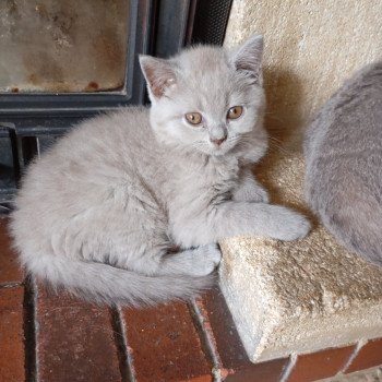 Azur Du tendre secret Mâle British Shorthair