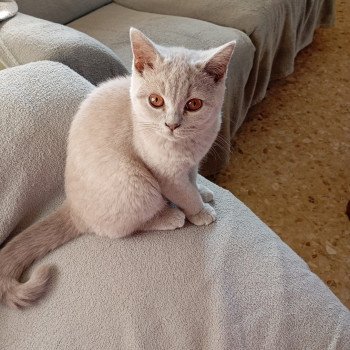 Azur Du tendre secret Mâle British Shorthair