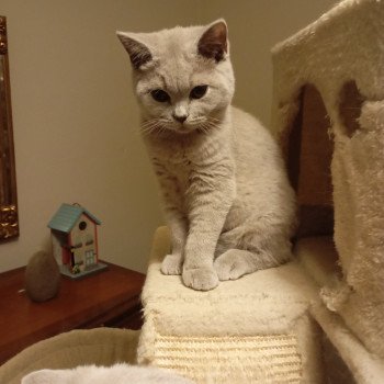 Azur Du tendre secret Mâle British Shorthair Azur Du tendre secret Mâle British Shorthair