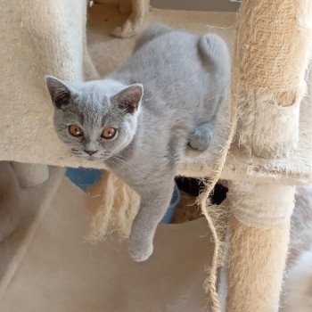 Zebulon Du tendre secret Mâle British Shorthair Zebulon Du tendre secret Mâle British Shorthair