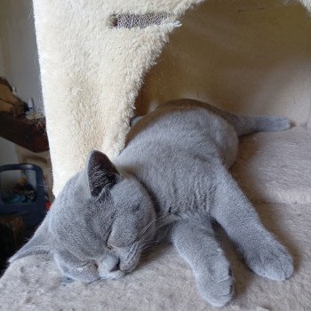 Anatole Du tendre secret Mâle British Shorthair Anatole Du tendre secret Mâle British Shorthair