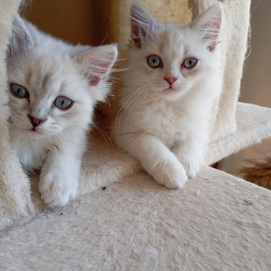 chaton Highland Straight blue golden shaded Youpi Chatterie du tendre secret blue golden shaded