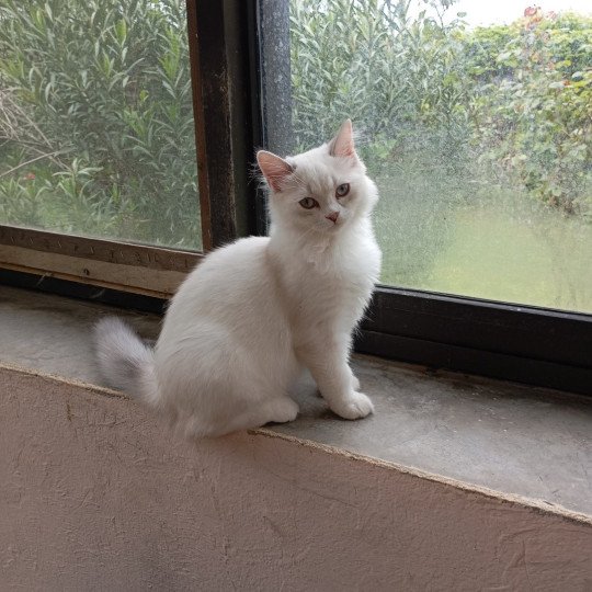 chaton Highland Straight blue golden shaded Youpi Chatterie du tendre secret blue golden shaded