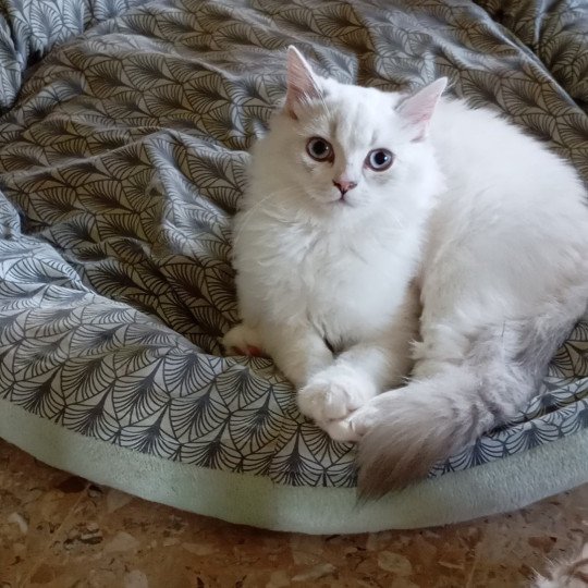 chaton Highland Straight blue golden shaded Youpi Chatterie du tendre secret blue golden shaded