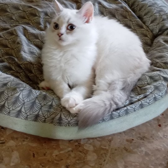 chaton Highland Straight blue golden shaded Youpi Chatterie du tendre secret blue golden shaded