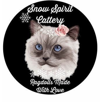Chatterie Snow Spirit S Elevage De Chat Ragdoll Chat Et Chaton Com Chatterie Snow Spirit S Elevage De Chat Ragdoll Chat Et Chaton Com
