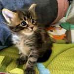 bashabas clan's tartuffe Mâle Maine coon bashabas clan's tartuffe Mâle Maine coon